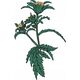 Tyma Herbs Tyma Herbs, Ziołun, Olejek z Uczepu do całego ciała, 30 ml