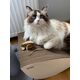 Gattino Gattino Drapak 06 Leon biały