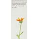 Jurlique Jurlique, Calendula Redness Rescue, Calming, Mist Lotion, For Face, 100 ml For Women