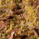 Gamers Grass Gamers Grass: Grass tufts - 2 mm - Beige Tufts (Wild)