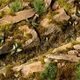 Gamers Grass Gamers Grass: Grass tufts - 2 mm - Dark Moss Tufts (Wild)
