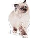 Royal Canin Kitten galaretka 85g