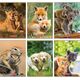 Herlitz Zeszyt A5/32K, linia podwójna, Animals (10szt)