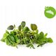 Click And Grow Click&Grow Nasiona Smart Soil mix ziół włoskich9pak