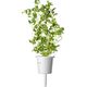 Click And Grow Click&Grow Nasiona Smart Soil mix ziół włoskich9pak