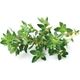 Click And Grow Click&Grow Nasiona Smart Soil mix ziół włoskich9pak
