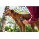 Karcher Pet wash brush