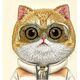 Nimmy case iPhone 15 Pro Max 6.7" khaki Cool&Cute 2.0 Cat