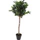 ProGarden Drzewko oliwne w donicy duże 94 cm