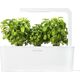 Click And Grow Κάντε κλικ και μεγεθύνετε ξαναγεμίστε νάνος βασιλικός 3-συσκευασία 7412091 4742793007380