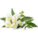 Click And Grow Click & Grow Smart Refill White Snapdragon 3 τεμ 13927273 4742793001746