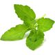 Click And Grow Click & Grow Smart Garden αναπλήρωση Holy Basil 3 τεμ 13927309 4742793009315