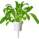Click And Grow Click & Grow Smart Garden ανταλλακτικό Mibuna 3 τεμ 13927259 4742793001555