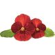 Click And Grow Click & Grow Smart Garden Refill Red Pansy 3 τεμ 13927265 4742793001487
