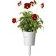Click And Grow Click & Grow Smart Garden Refill Red Pansy 3 τεμ 13927265 4742793001487