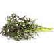 Click And Grow Click & Grow Smart Garden ανταλλακτικό Red Frill Mustard 3 τεμ 13927271 4742793001722