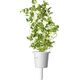 Click And Grow Click & Grow Smart Garden αναπλήρωση Μαντζουράνα 3 τεμ 13927299 4742793007571