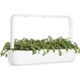 Click And Grow Click & Grow Smart Garden αναπλήρωση Shungiku 3 τεμ 13927266 4742793002293