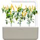Click And Grow Click & Grow Smart Garden refill Yellow Chili 3 τεμ 13927314 4742793009186