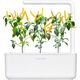 Click And Grow Click & Grow Smart Garden refill Yellow Chili 3 τεμ 13927314 4742793009186