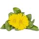 Click And Grow Click & Grow Smart Refill Marigold 3 τεμ 13927287 4742793003160
