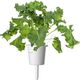 Click And Grow Click & Grow Smart Refill Green Kale 3 τεμ 13927288 4742793003207