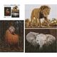 Krups Ambassador Wildlife 3x1000 Pieces (Donal Boyd) 14034643 4897049307902