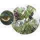 Home It HOME It® fuglenet 15×15 mm x 2×10 μέτρα 13798220 5708614914366