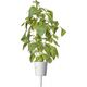 Click And Grow Click & Grow Smart Garden refill Lime Basil 3 τεμ 13927296 4742793004006