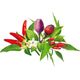 Click And Grow Click & Grow Plant Pod Μίγμα πιπεριών τσίλι 9 τεμ 13927280 4742793002521