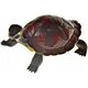 Hipo Turtle 15cm / squishy mix p24 10672154 5907700653756