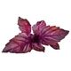Click And Grow Click & Grow Smart Garden refill Red Basil 3 τεμ 13927301 4742793007427