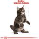 Royal Canin Maine Coon Kitten karma sucha dla kociąt, do 15 miesiąca, rasy maine coon 0.4kg