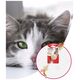 Camon Camon Cat Toy Matatabi Kij z piłką jutową