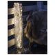 Sirius Home 30726, Silver, Transparent, 200 lamp(s), Non-changeable bulb(s), 6 W, Warm white, 150 cm
