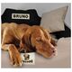 AIO FACTORY Legowisko personalizowane KINGDOG 100x75 niebieskie