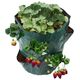 CreativeHome TORBA DO SADZENIA I UPRAWY TRUSKAWEK 17cm