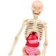 Clementoni Edukacinis žaidimas Clementoni Human Body Mini 14173989 8005125508242