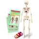 Clementoni Edukacinis žaidimas Clementoni Human Body Mini 14173989 8005125508242