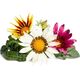 Click And Grow Click & Grow Smart Refill Gasania 3pcs