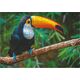 Dodo Puzzle "Tukan" 500 Elementów Układanka Kolorowa Zestaw Dla Dzieci Dorosłych