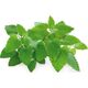 Click And Grow Click & Grow Smart Garden refill Catnip 3pcs