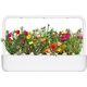 Click And Grow Click & Grow Smart Garden refill Moss Rose 3pcs