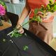 Plant care kit (trimmer + case)