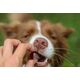 Contipro Geloren Small Dog 180g - Mieszanka uzupełniająca, żelki dla małych psów na stawy 60 szt.