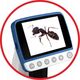 Mikroskop Reflecta Reflecta DigiMicroscope LCD Professional 500x