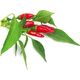 Click And Grow Click & Grow Smart Garden refill Piri Piri Chili Pepper 3pcs