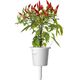 Click And Grow Click & Grow Smart Garden refill Piri Piri Chili Pepper 3pcs