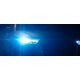 Philips Żarnik ksenonowy PHILIPS D2R WhiteVision (1 sztuka)