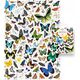 CzuCzu Puzzlove Motyle 1000el puzzle rodz.93655